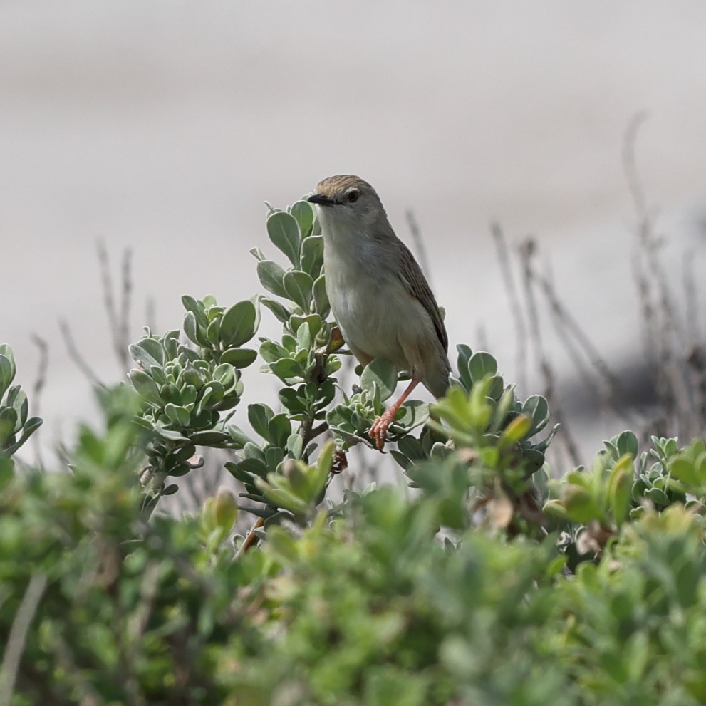 Delicate Prinia - ML609491133