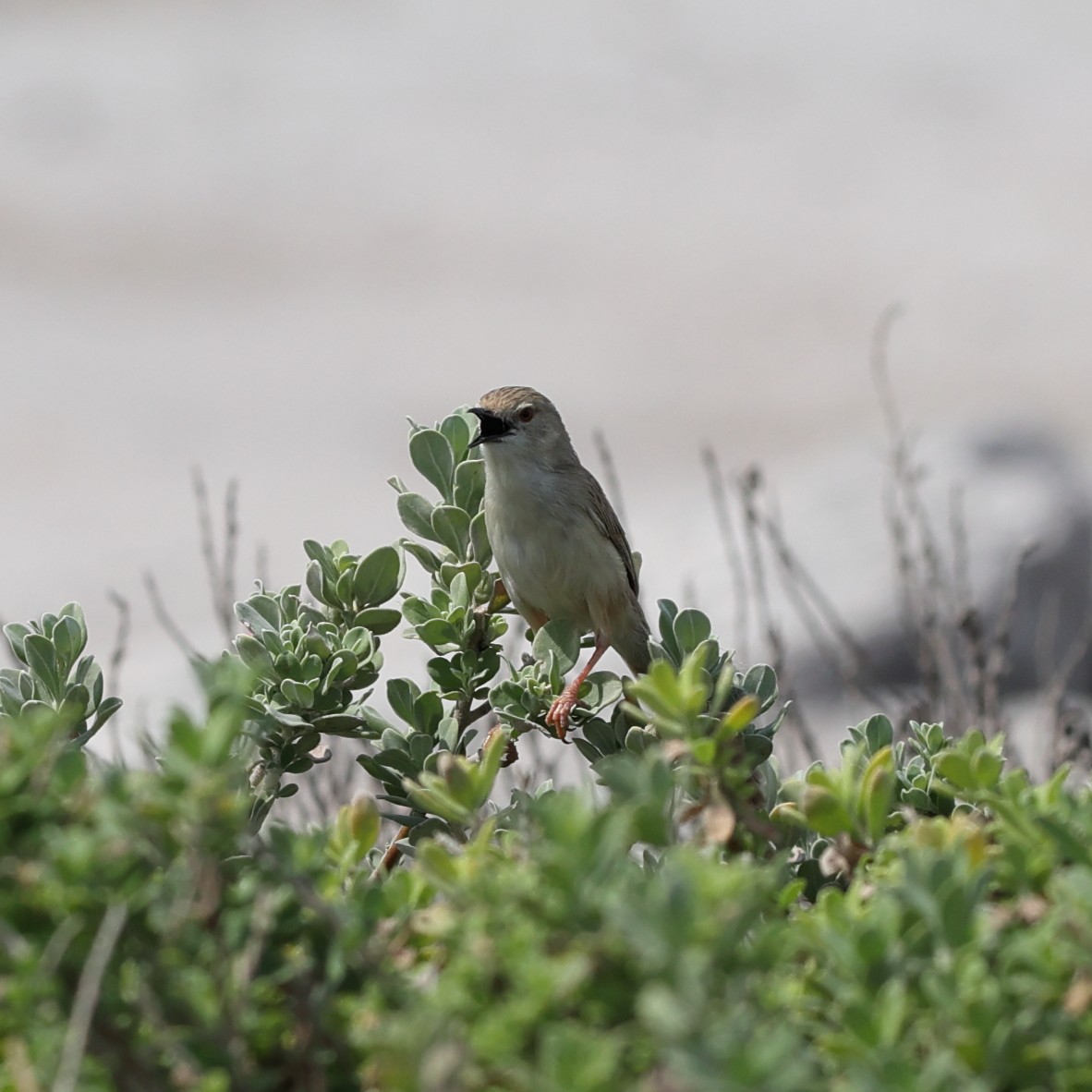 Delicate Prinia - ML609491134