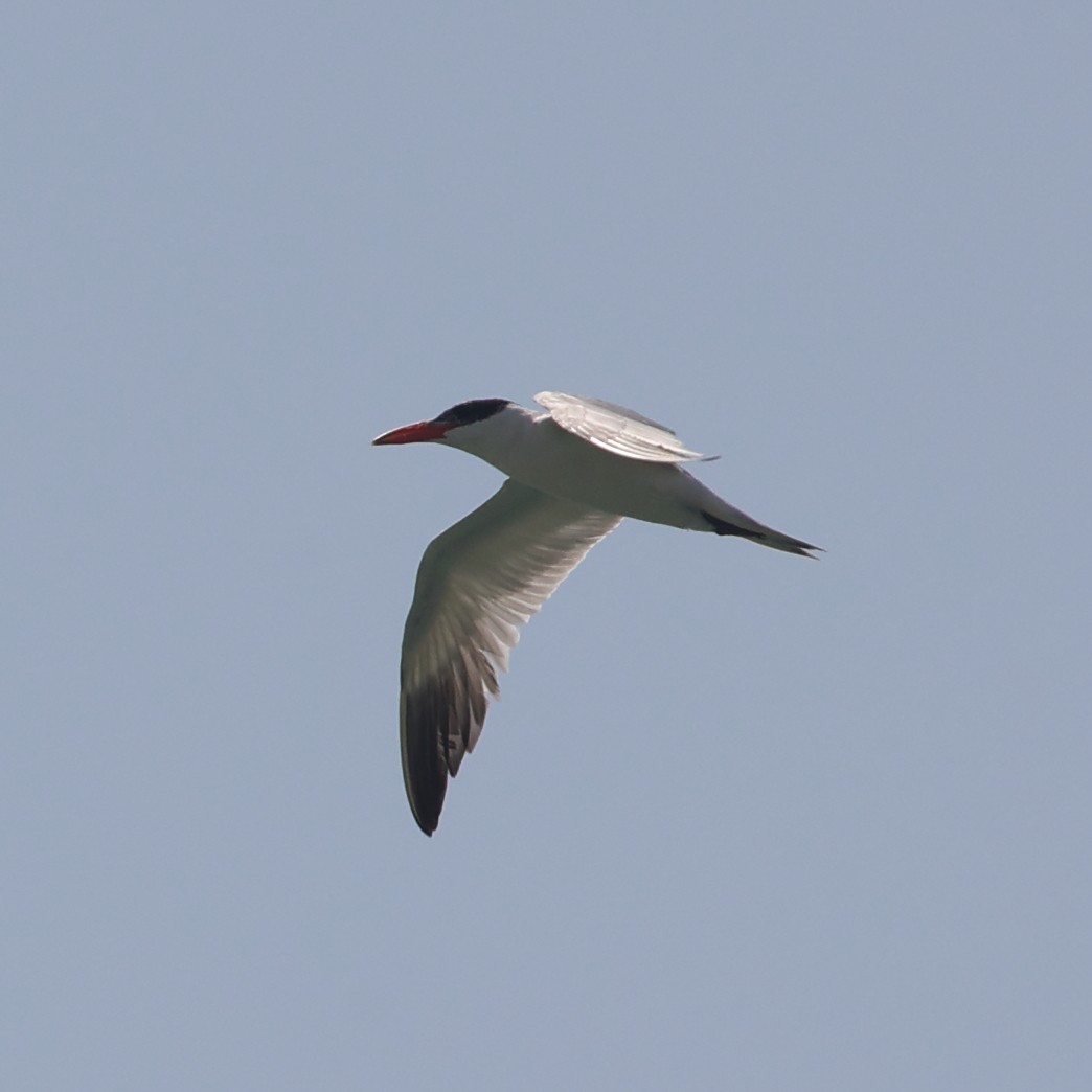 Caspian Tern - ML609491245