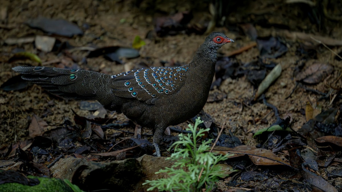 Hainan Peacock-Pheasant - xiwen CHEN