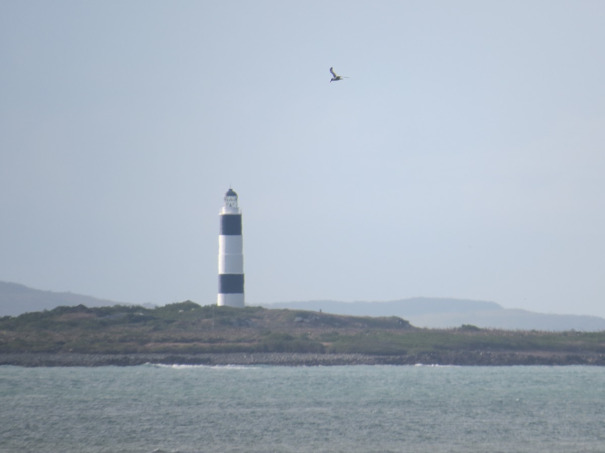 Caspian Tern - ML609491365