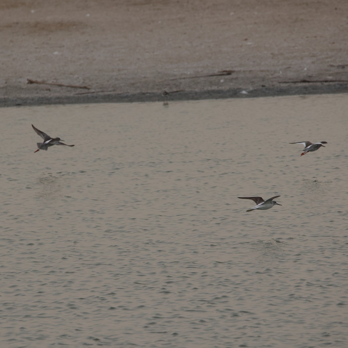 Common Greenshank - ML609491469