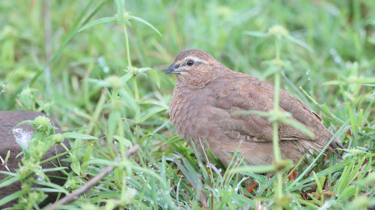 Rock Bush-Quail - ML609491576