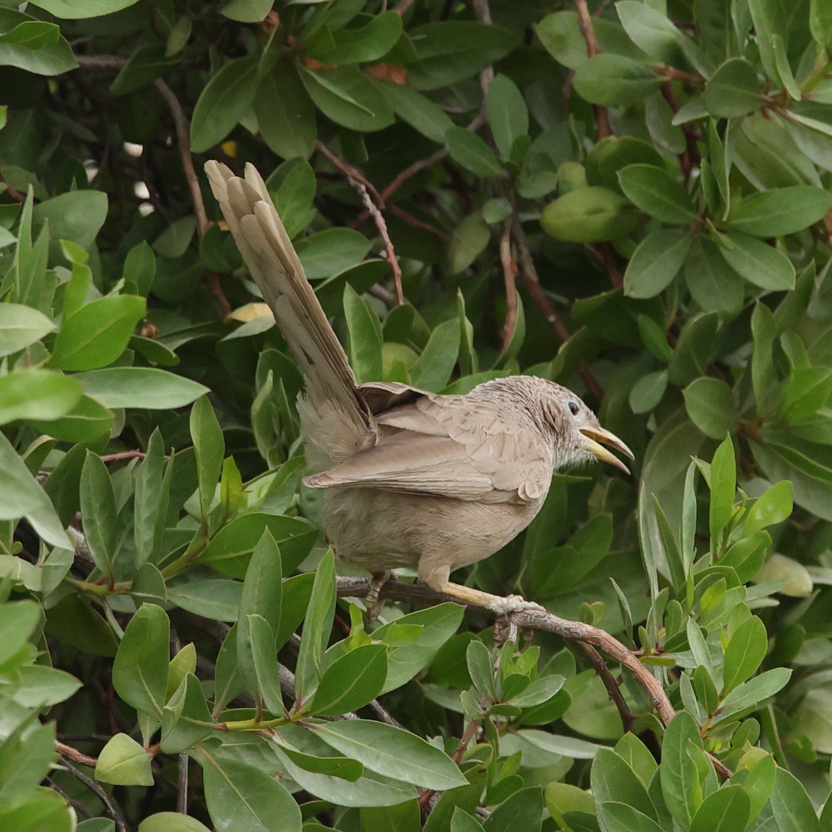 Arabian Babbler - ML609491614