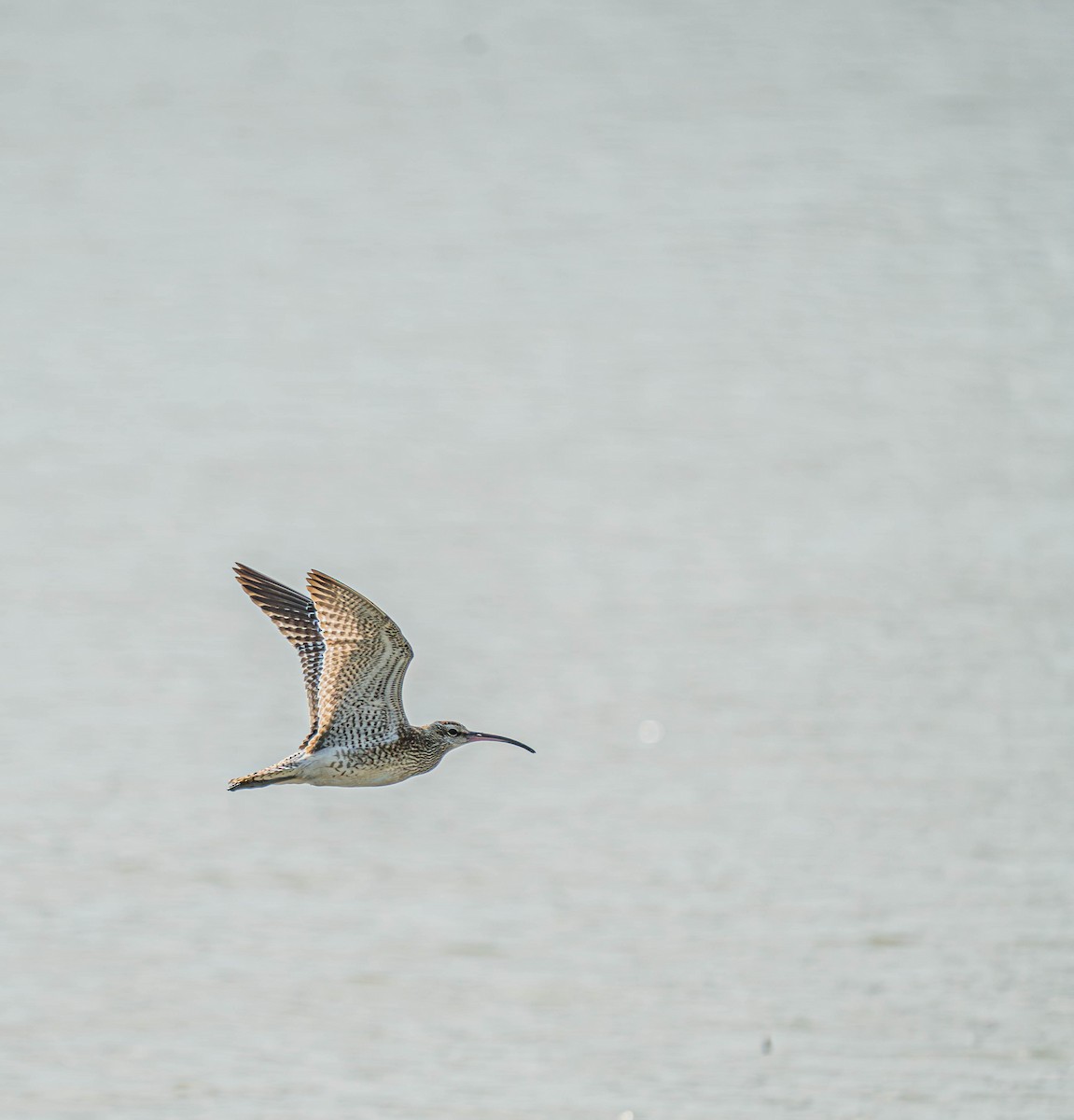 Whimbrel/Eurasian Curlew - ML609491676