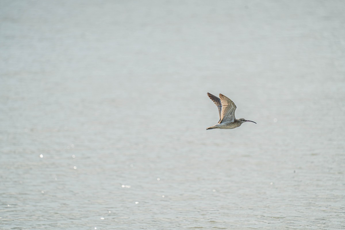 Whimbrel/Eurasian Curlew - ML609491677