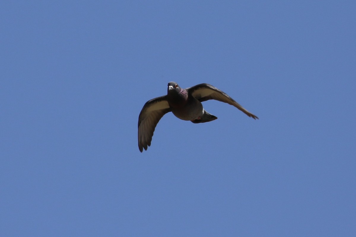 Rock Pigeon (Feral Pigeon) - ML609491720