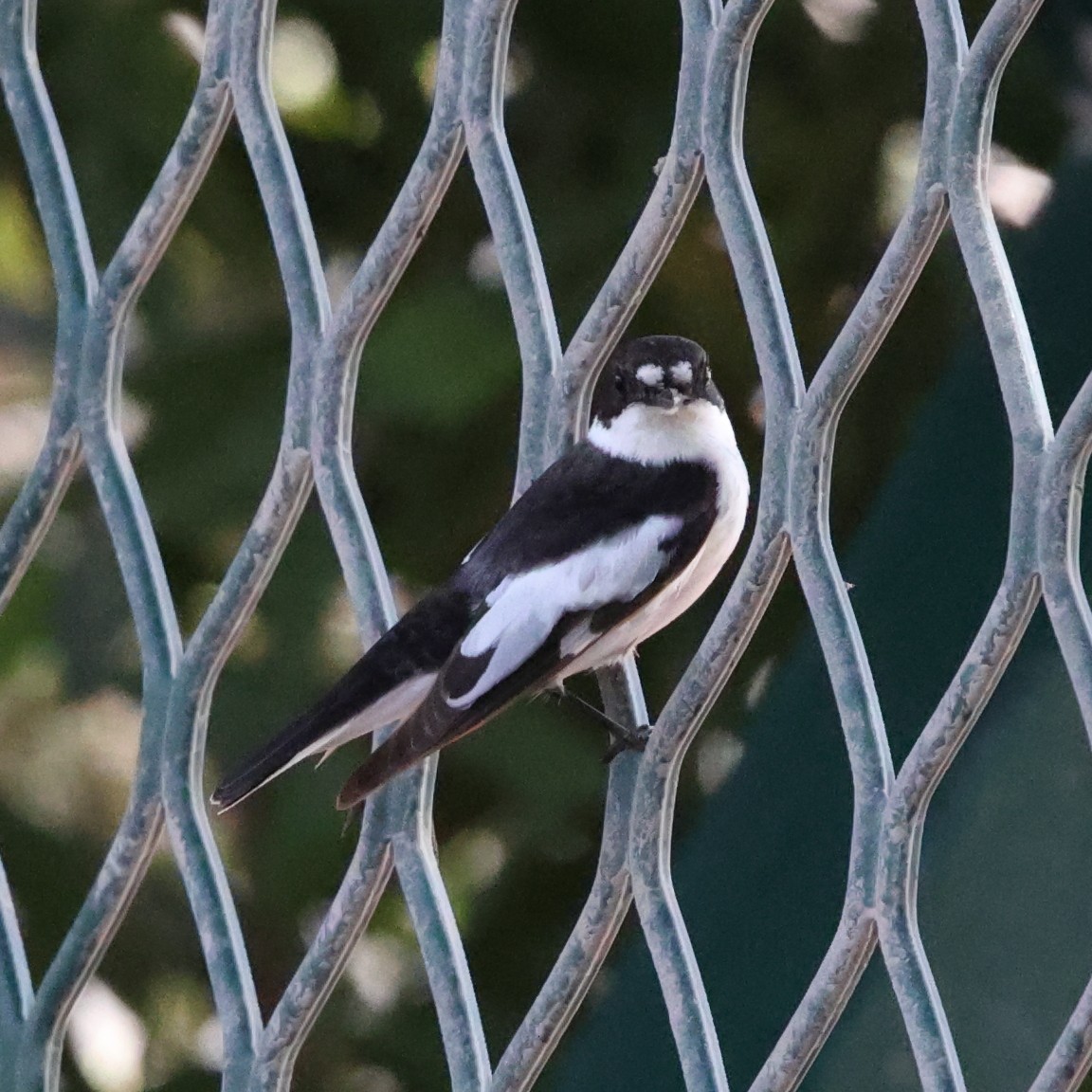 Semicollared Flycatcher - ML609491782