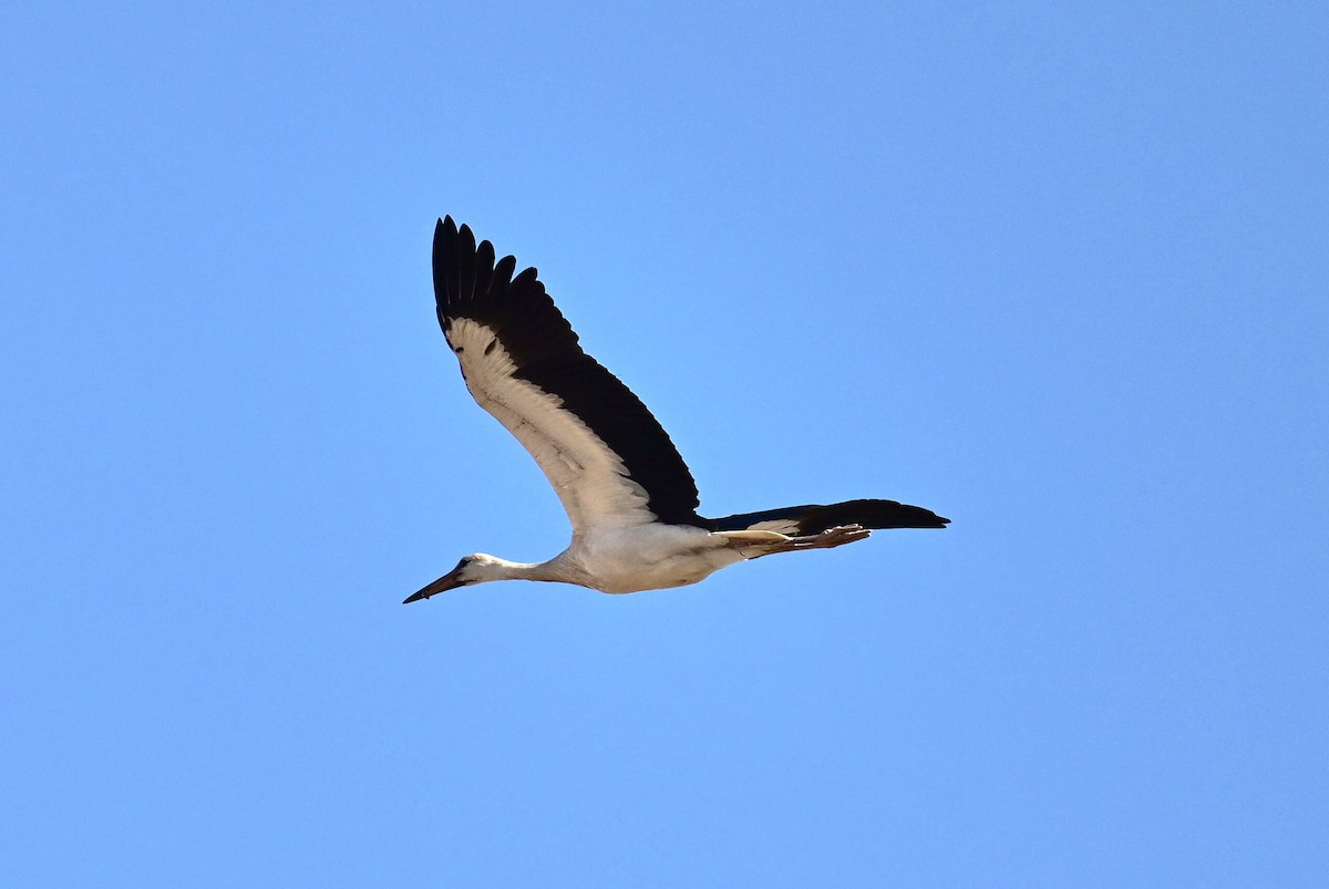 White Stork - ML609491836