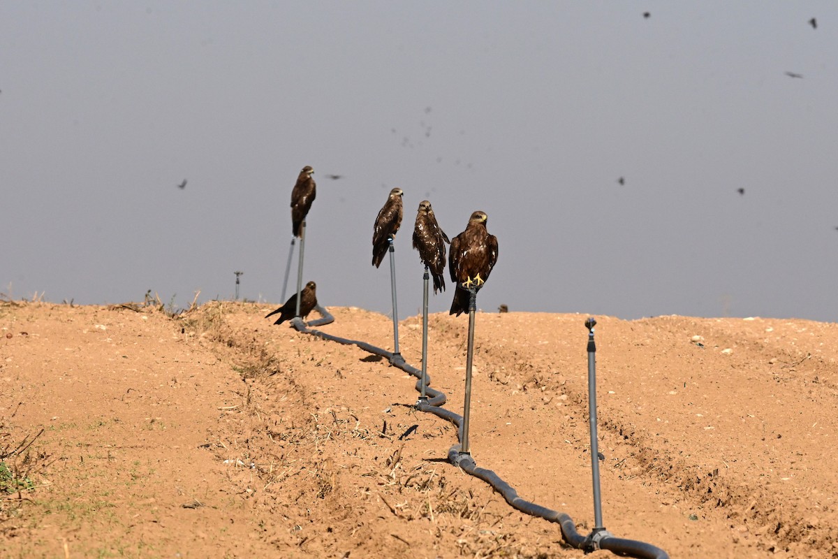 דיה שחורה - ML609491874