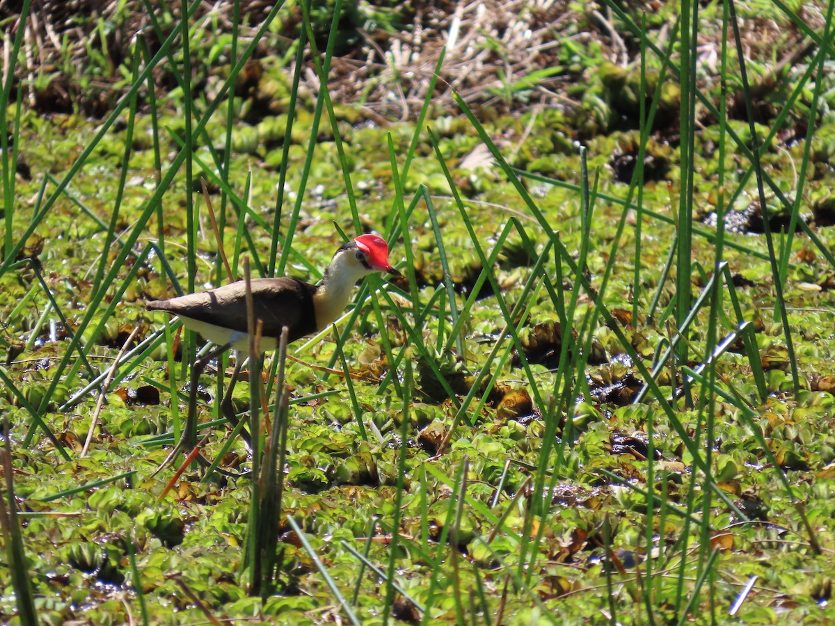 Comb-crested Jacana - ML609491921