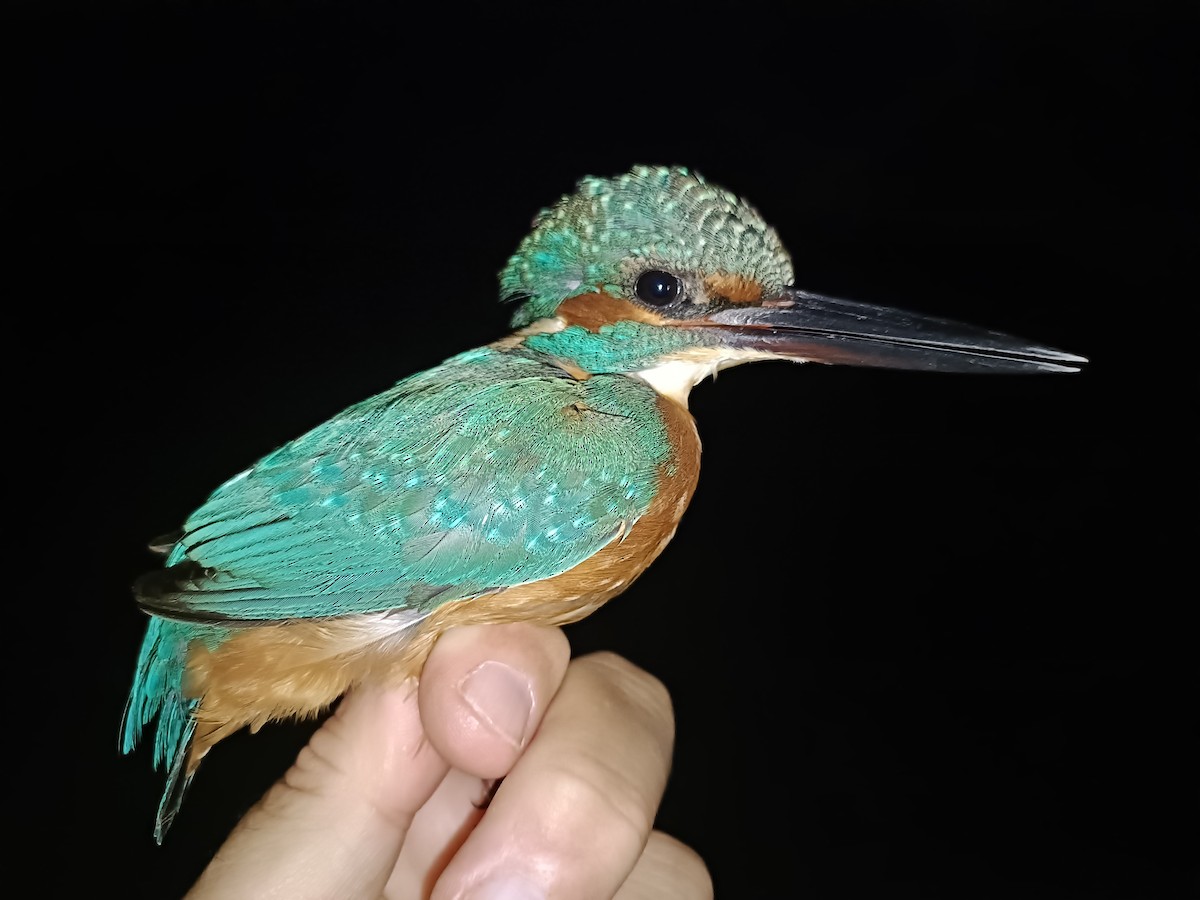 Common Kingfisher - ML609491930