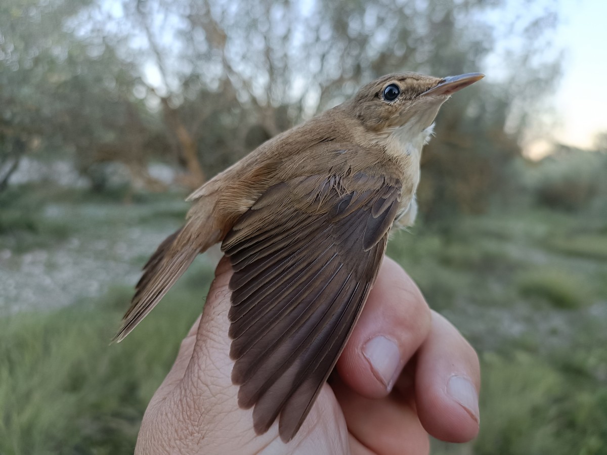 Common Reed Warbler - ML609491932