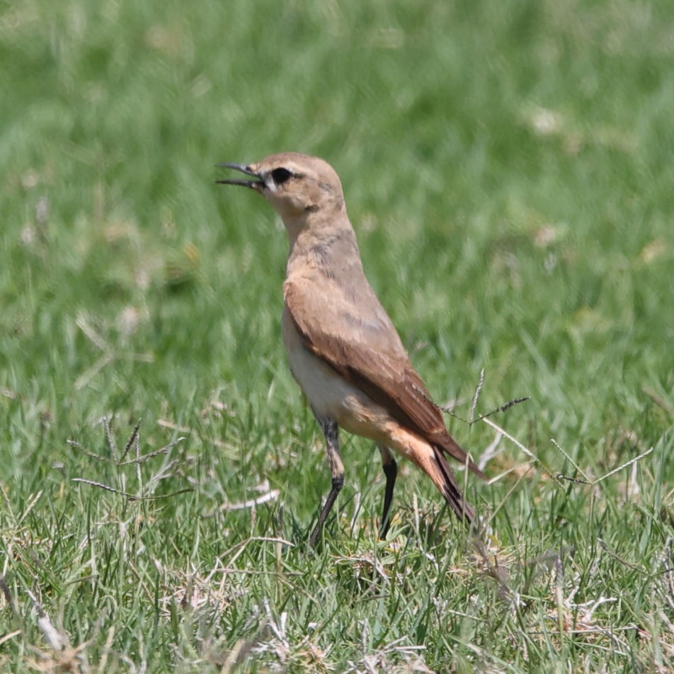 Kurdish/Persian Wheatear (Red-tailed Wheatear) - ML609491945