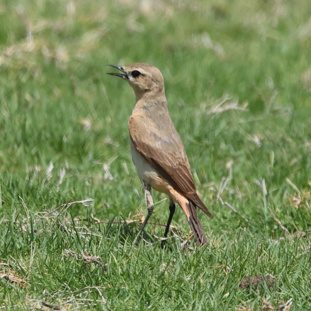 Kurdish/Persian Wheatear (Red-tailed Wheatear) - ML609491946