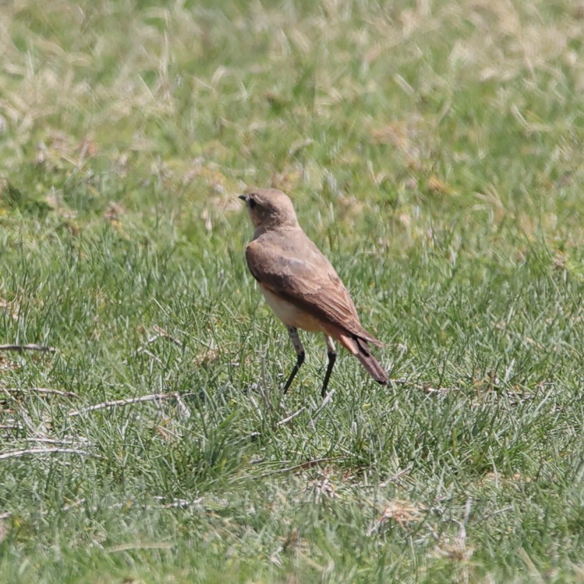 Kurdish/Persian Wheatear (Red-tailed Wheatear) - ML609491948