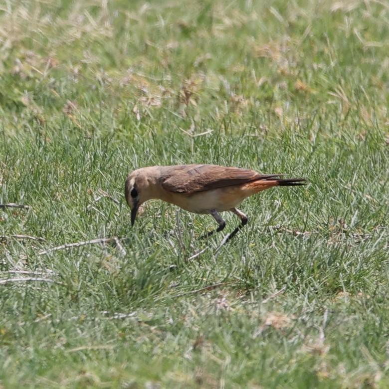 Kurdish/Persian Wheatear (Red-tailed Wheatear) - ML609491949