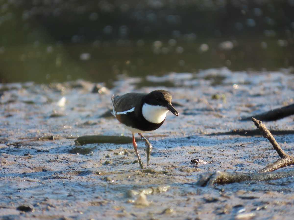 Red-kneed Dotterel - Jemaine Mulcahy