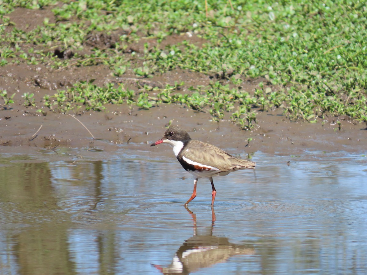 Red-kneed Dotterel - ML609491983