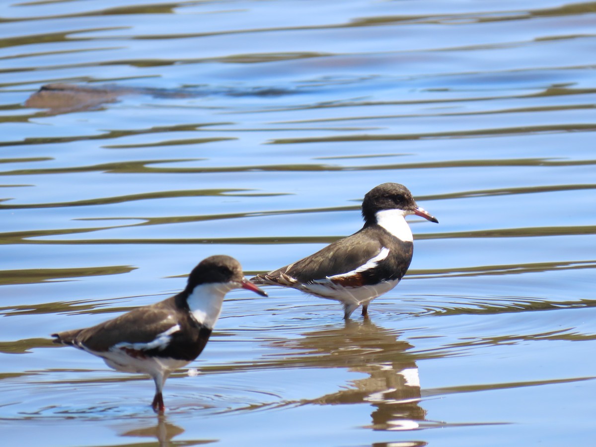 Red-kneed Dotterel - ML609491992