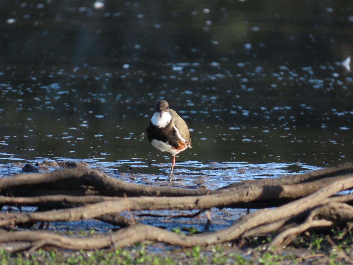 Red-kneed Dotterel - ML609492001