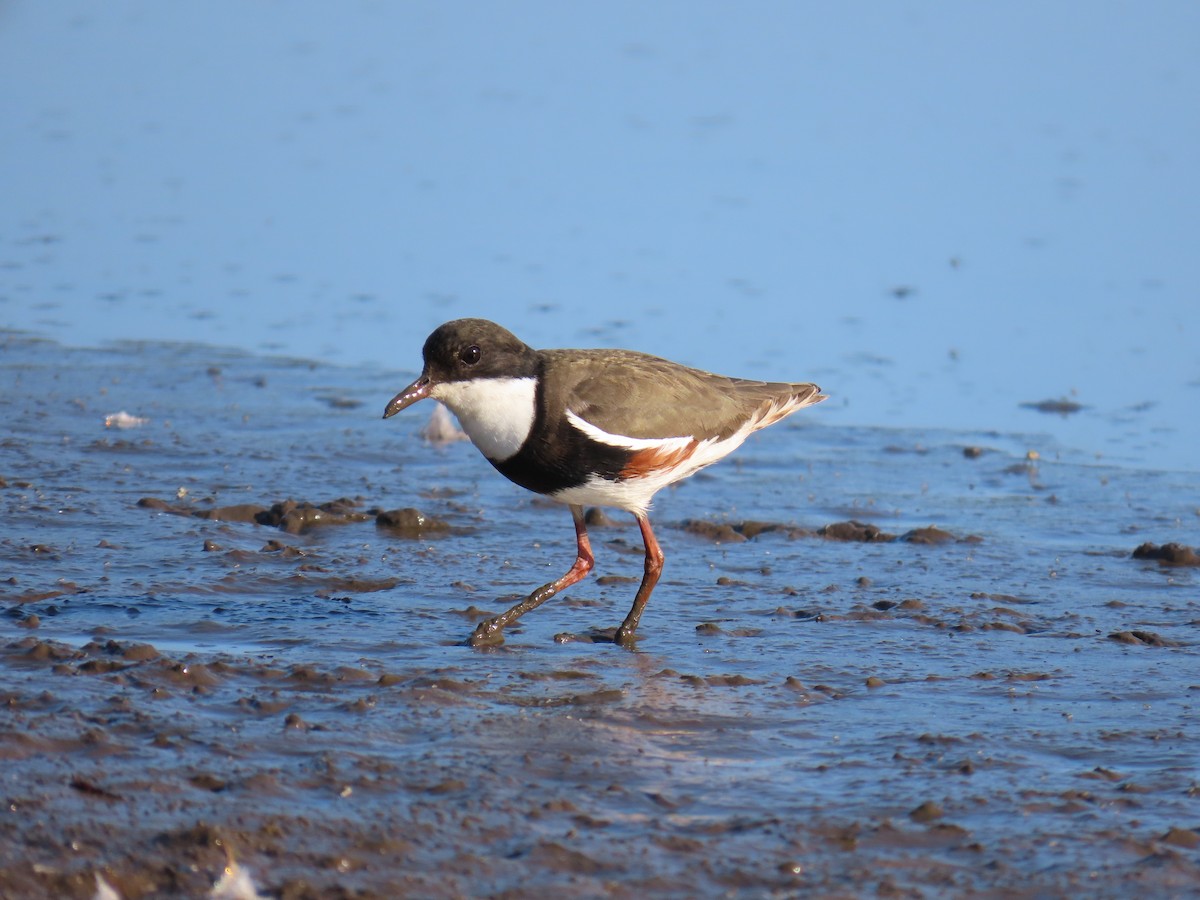 Red-kneed Dotterel - ML609492009