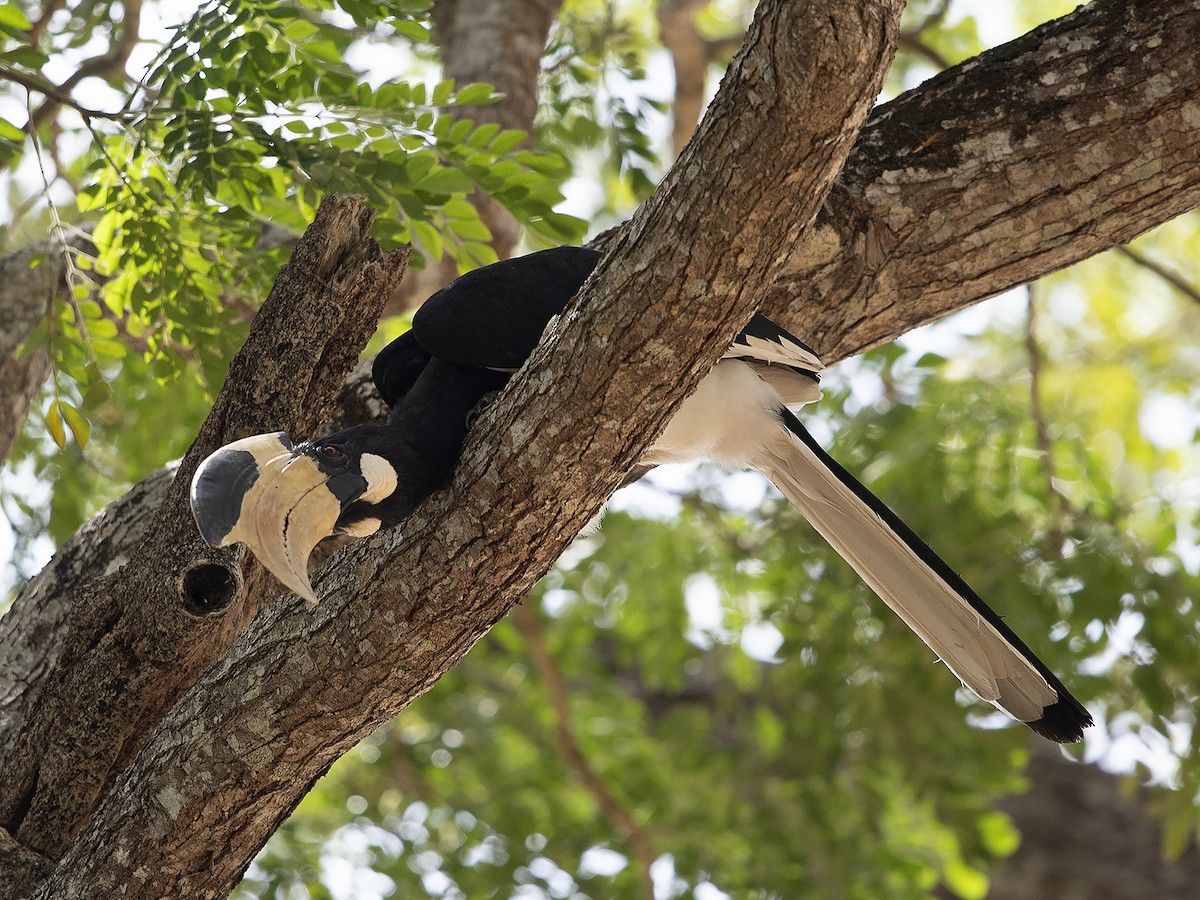 Malabar Pied-Hornbill - Tim Bawden