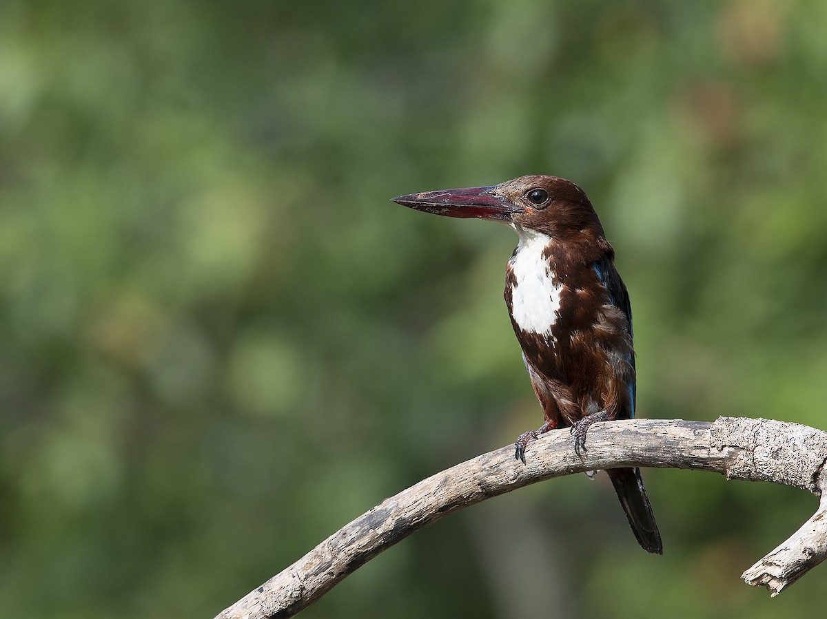 White-throated Kingfisher - Tim Bawden