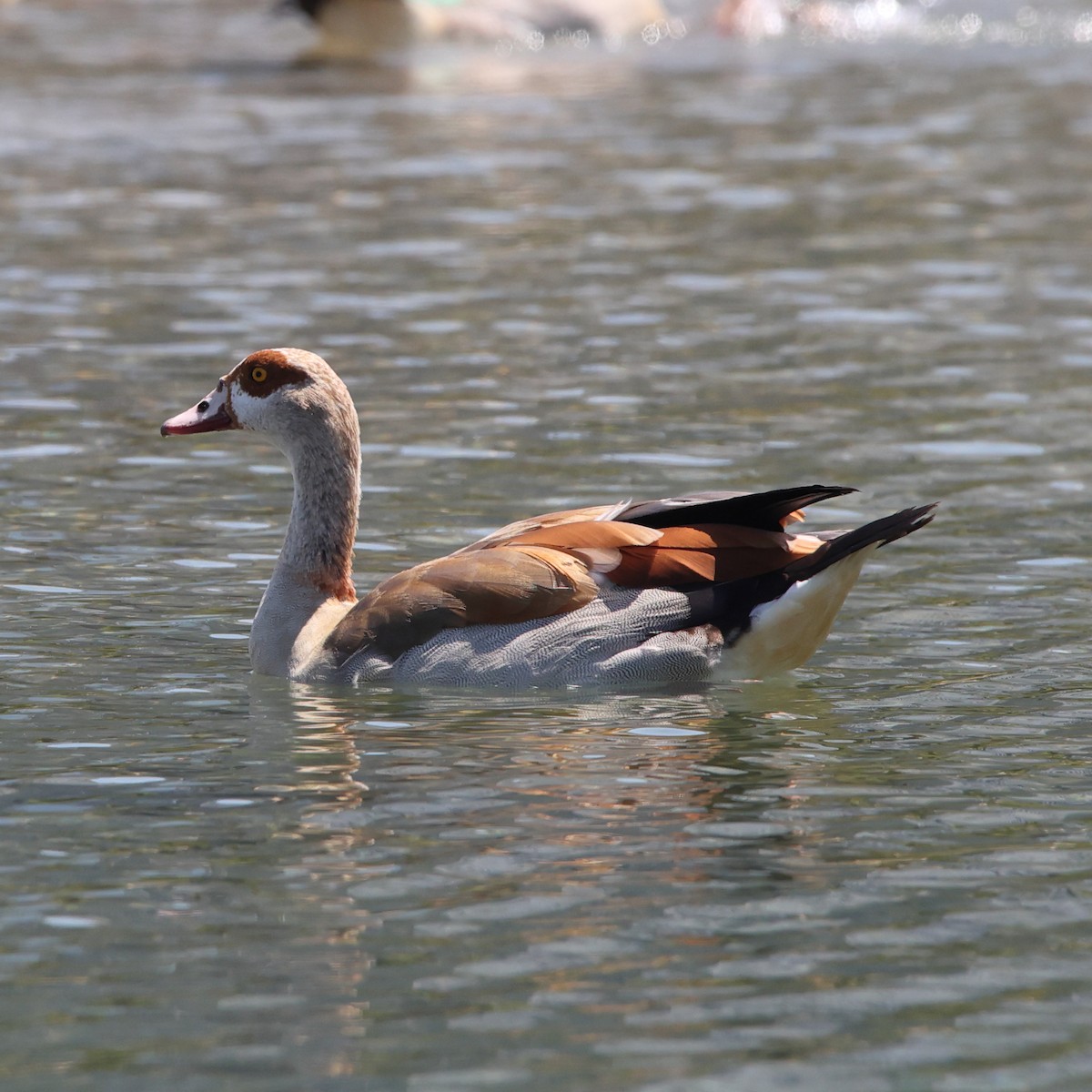 Egyptian Goose - Abdul Raheem Munderi