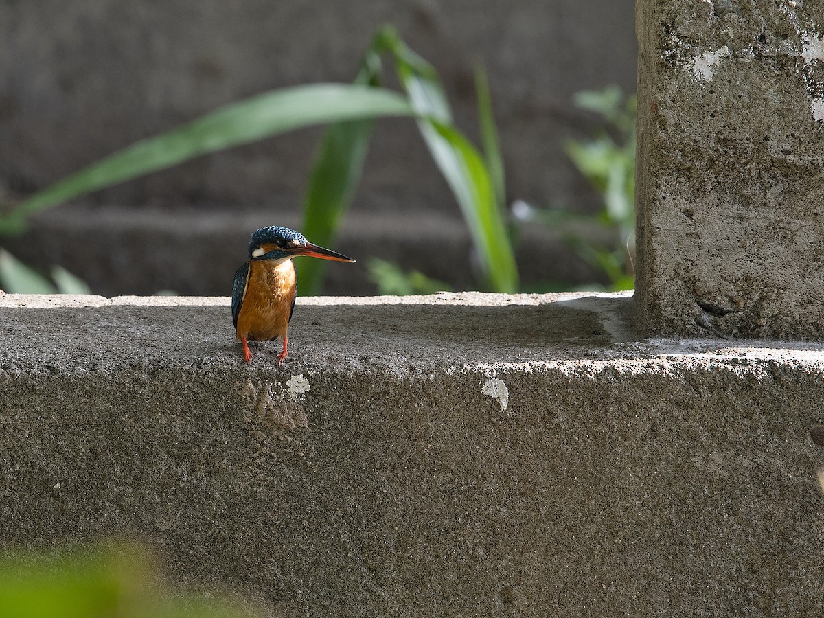 Common Kingfisher - Tim Bawden