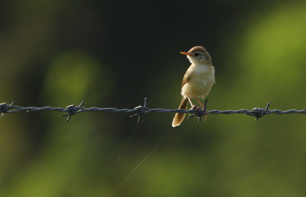 Plain Prinia - Bhaarat Vyas