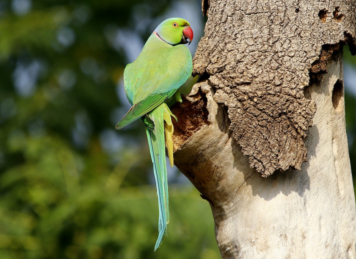 Rose-ringed Parakeet - ML609492190