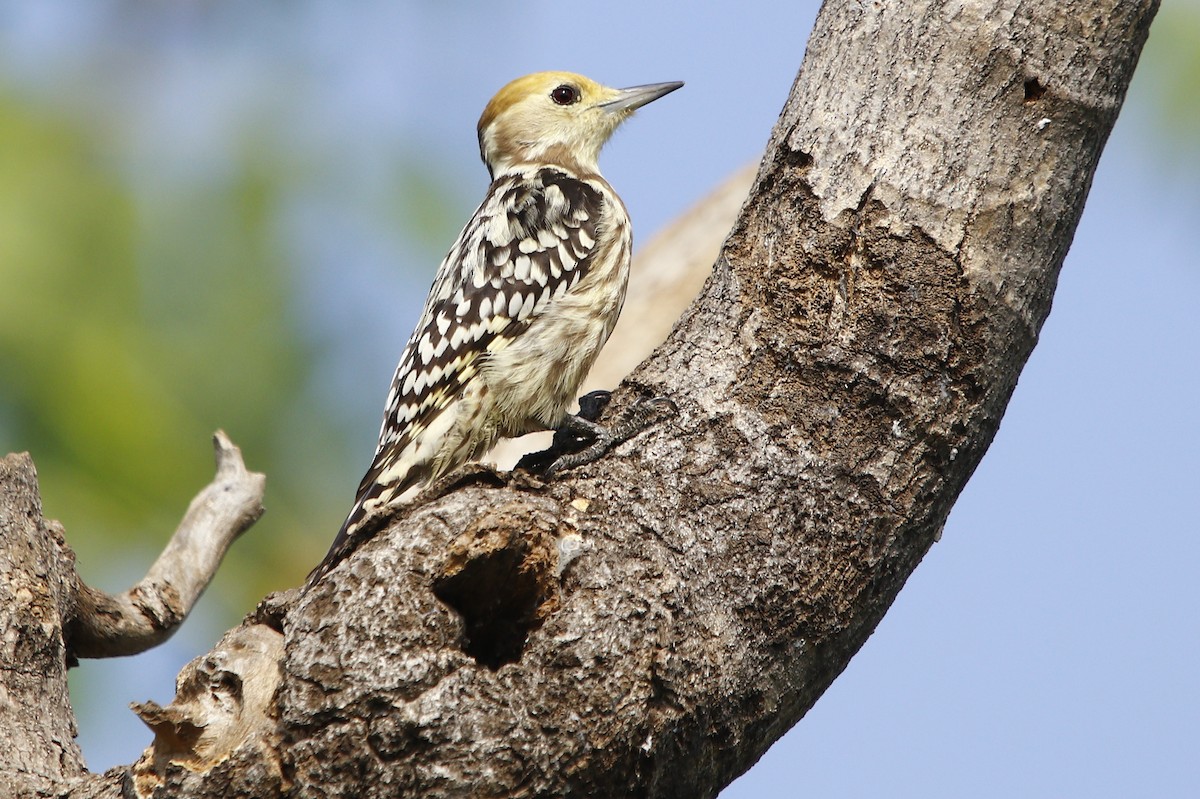 Yellow-crowned Woodpecker - Bhaarat Vyas