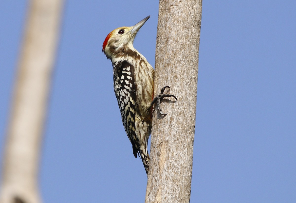 Yellow-crowned Woodpecker - Bhaarat Vyas