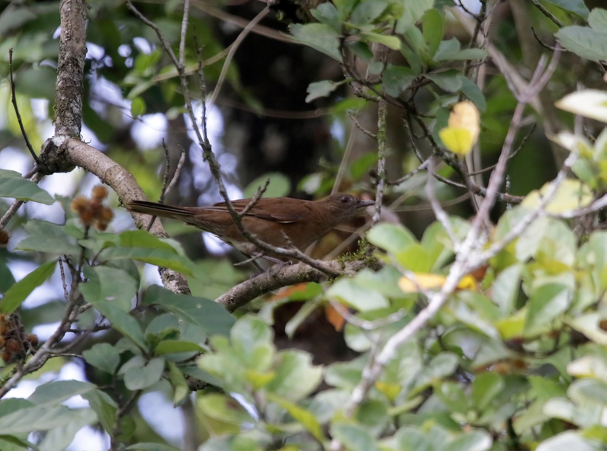 drozd nížinný - ML609492214