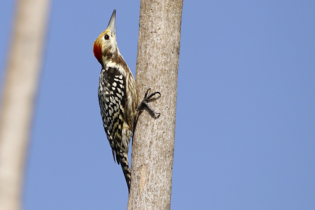 Yellow-crowned Woodpecker - Bhaarat Vyas