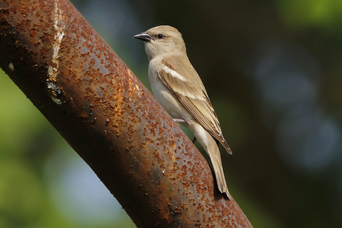 Moineau à gorge jaune - ML609492275