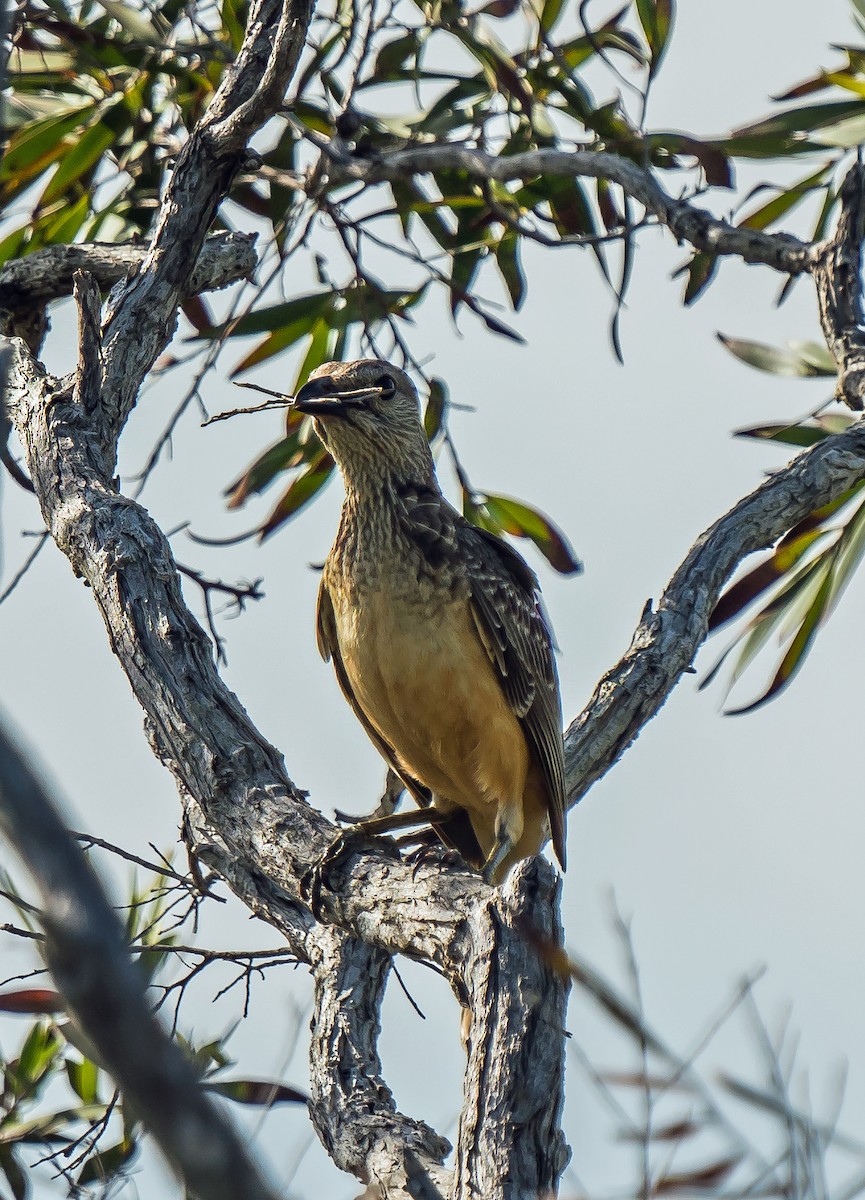 Fawn-breasted Bowerbird - Russell Scott