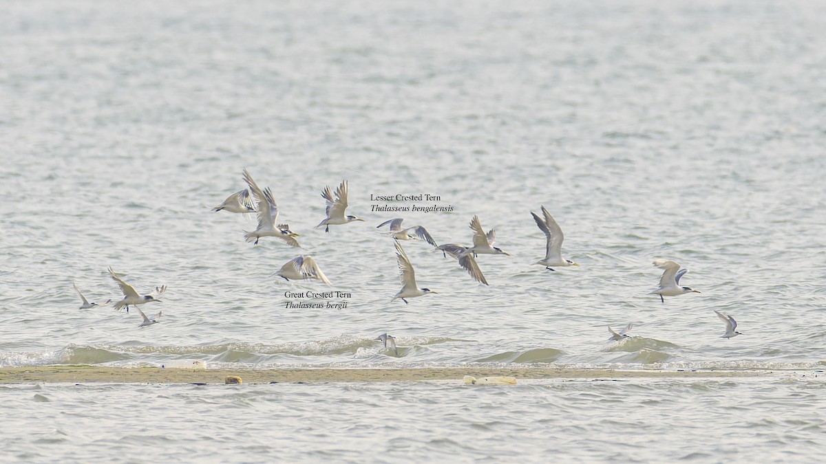 Lesser Crested Tern - ML609492300