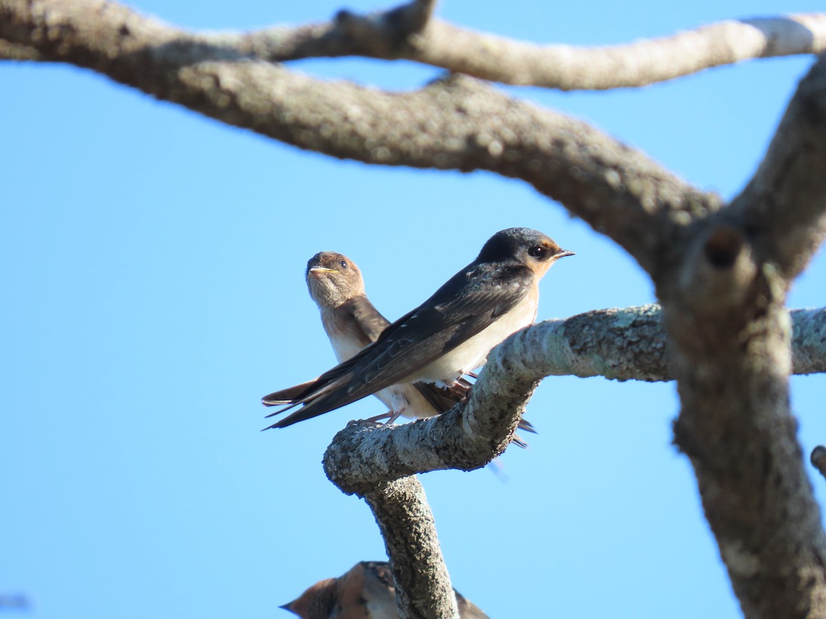 Fairy Martin - ML609492366