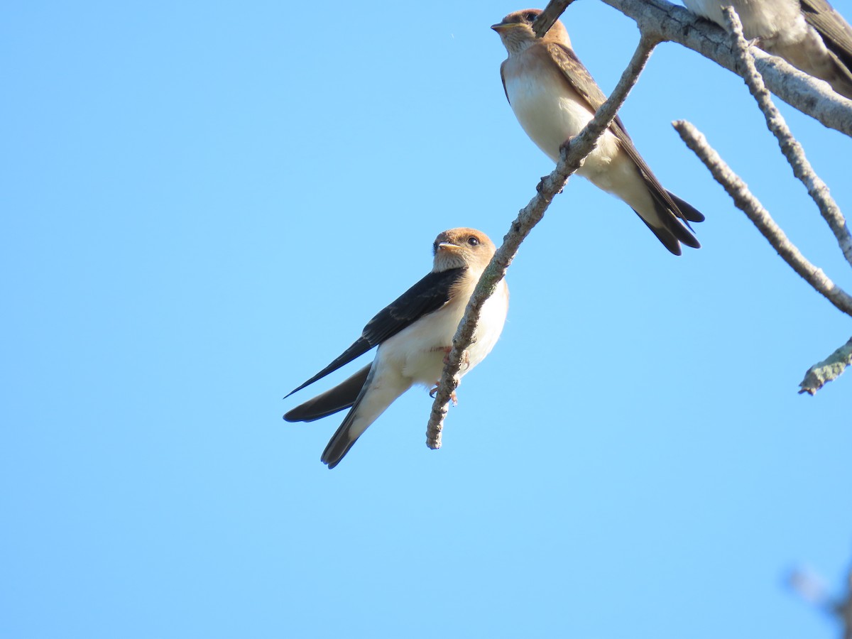 Fairy Martin - ML609492367
