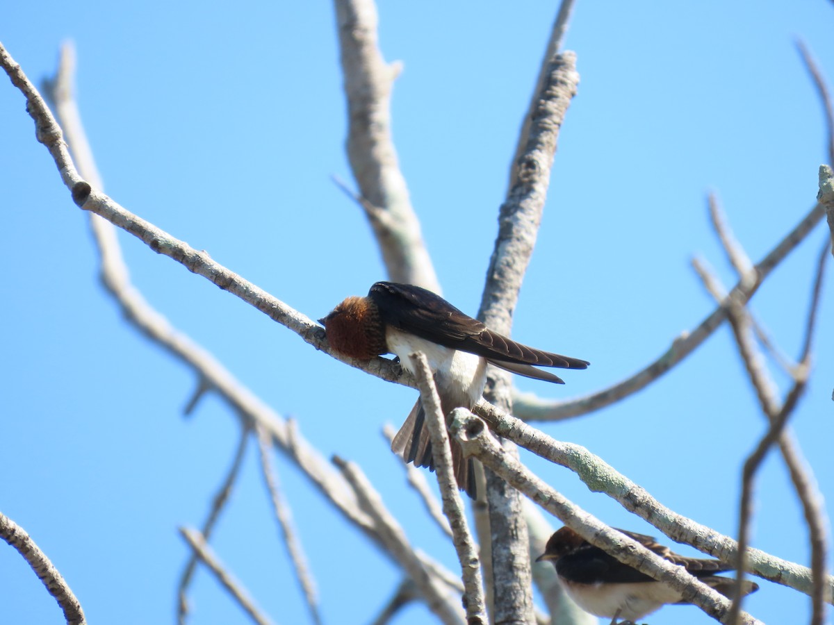Fairy Martin - ML609492368