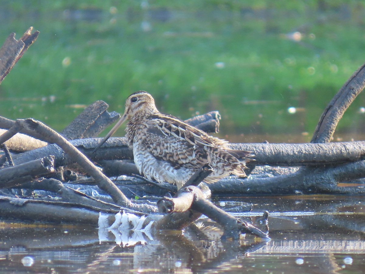 Latham's Snipe - ML609492380