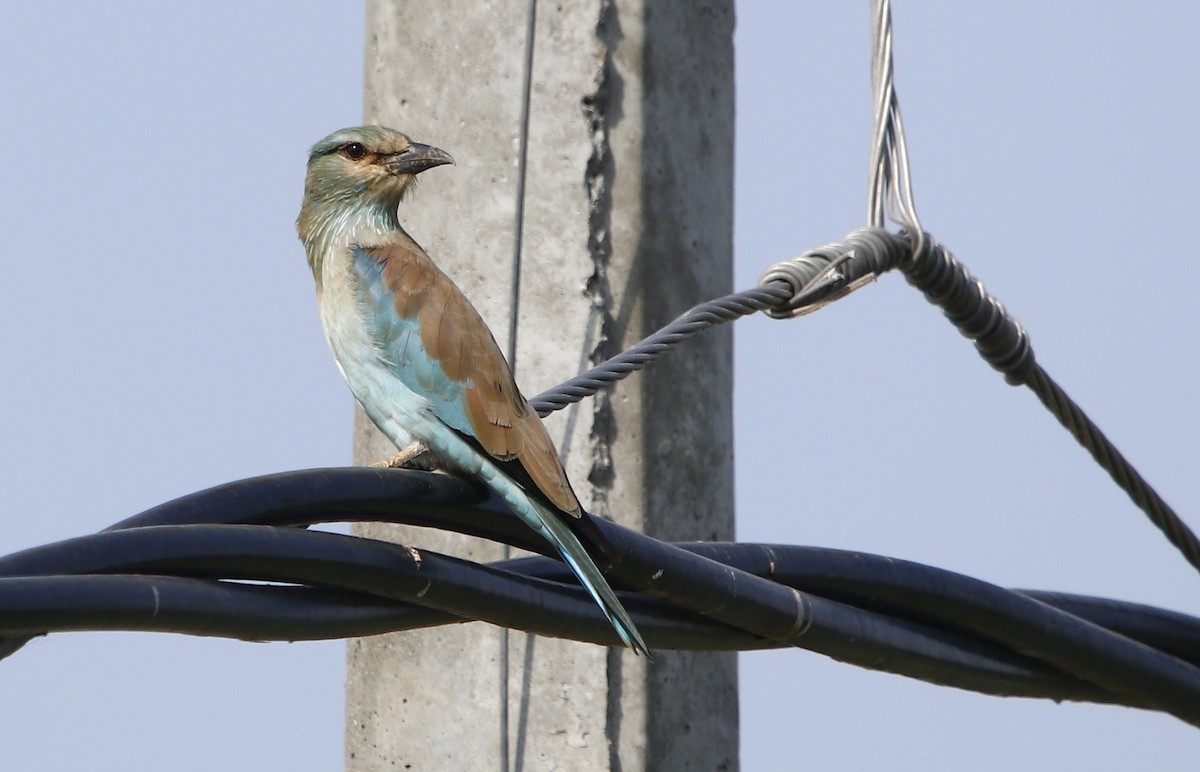 European Roller - ML609492437