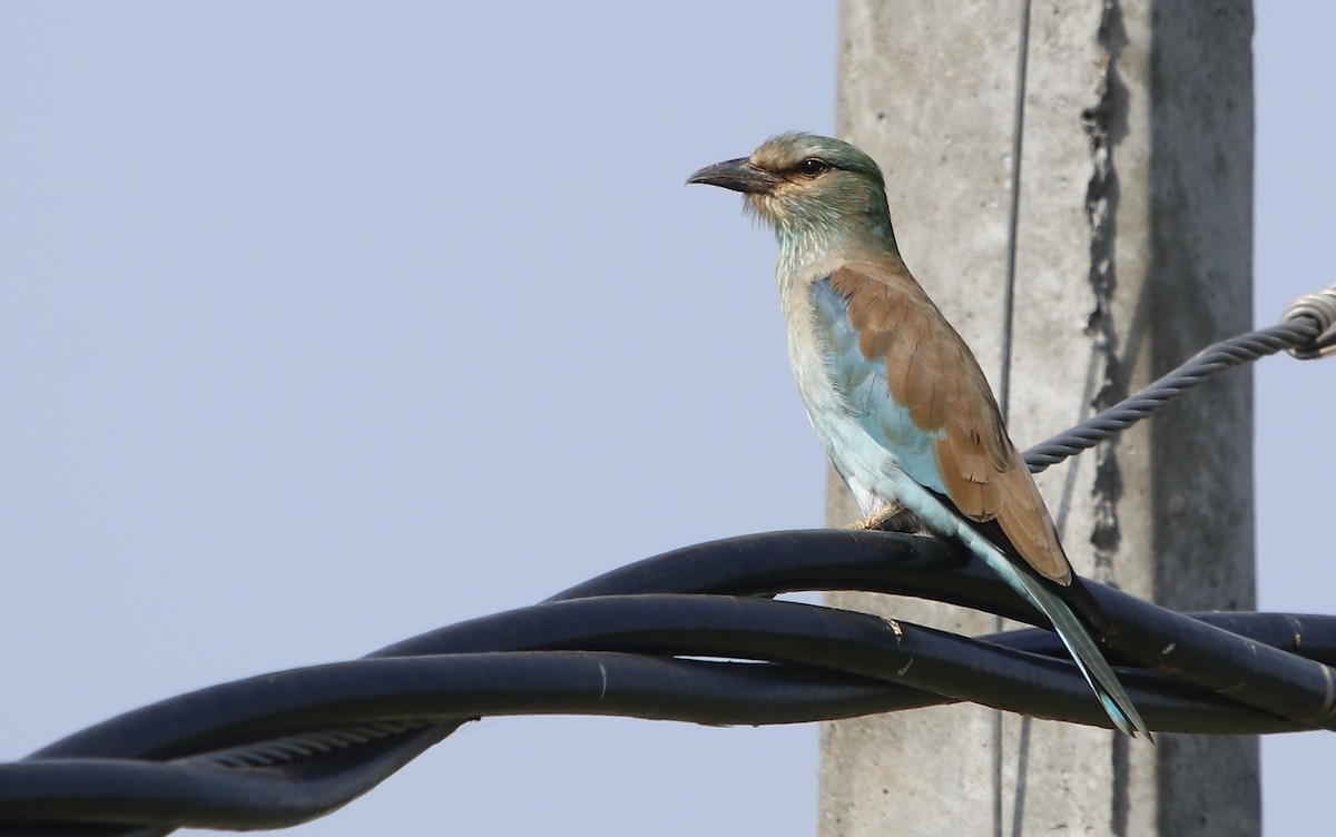 European Roller - ML609492447