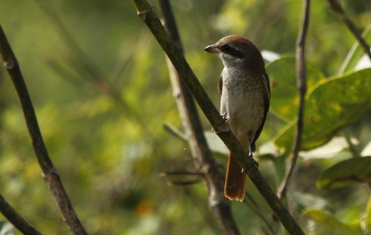 Red-tailed Shrike - ML609492472