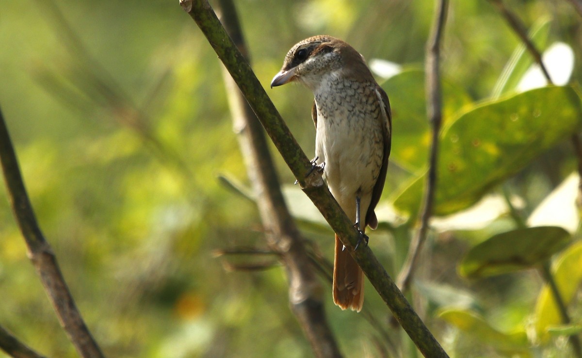 Red-tailed Shrike - ML609492482