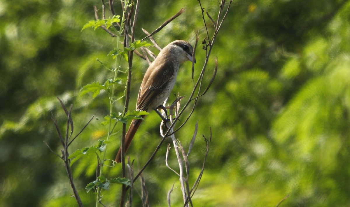 Red-tailed Shrike - ML609492498