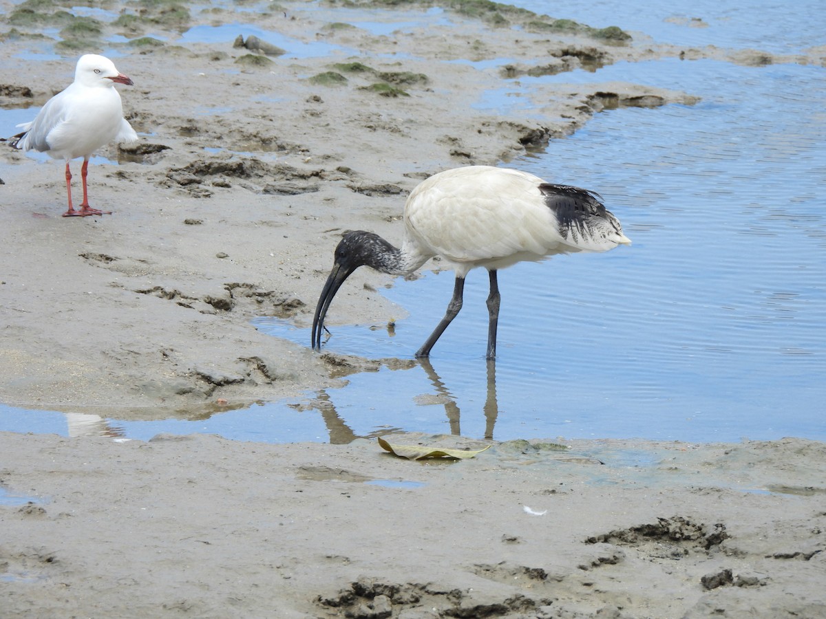 Australian Ibis - ML609492616