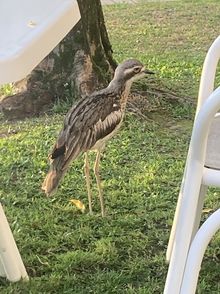 Bush Thick-knee - ML609492646